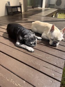 日向ぼっこ