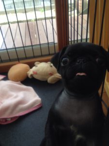フランク生後二ヶ月の写真