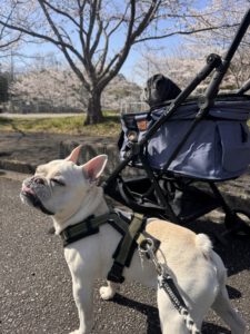 花見に連れていかれたブヒ兄弟の写真