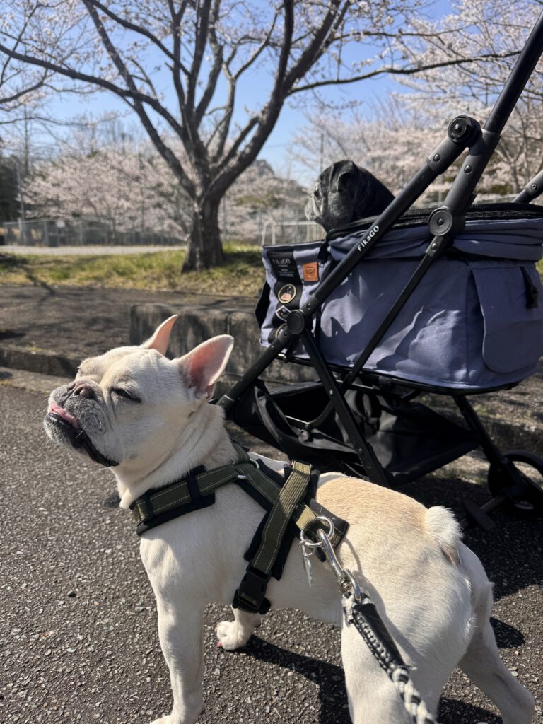 花見に連れていかれたブヒ兄弟の写真