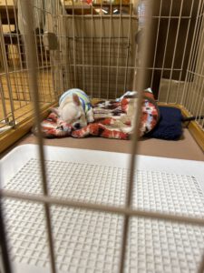 麦氏の幼少期