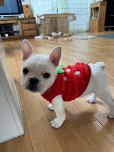麦氏生後３ヶ月