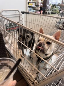 ホームセンターのカートに乗るフランクと麦氏