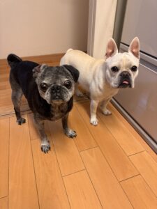 キッチンで何かを狙うフランクと麦氏