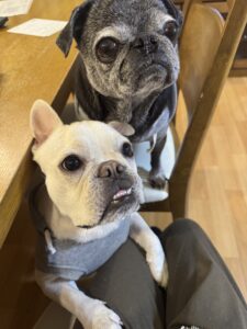 おやつほしい犬