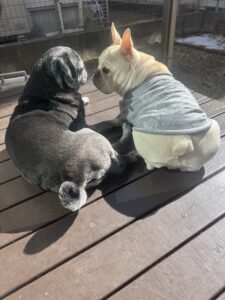 会話してるみたいなパグとフレブル